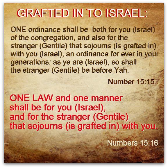 one law for israel, grafted in... image.jpg