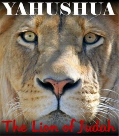YAHUSHUA - The Lion of The Tribe of YAHUDAH (JUDAH)